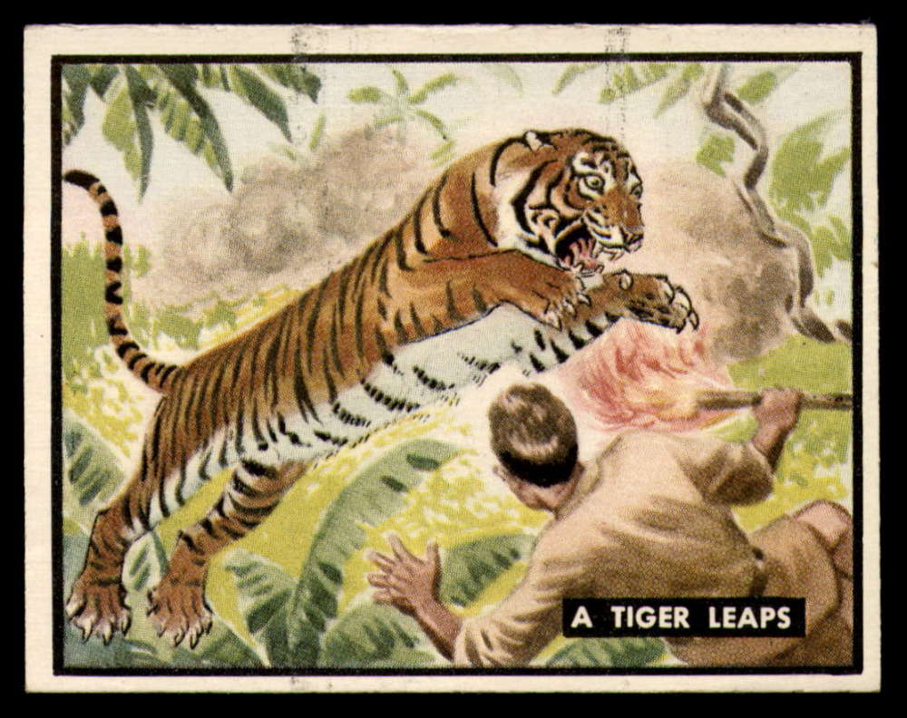 90 A Tiger Leaps